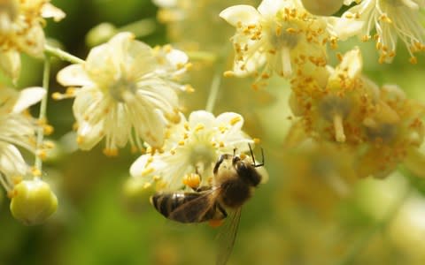 Researchers are investigating the long-held idea that the flowers contain a narcotic element or harm certain pollinator species - Credit: Alamy