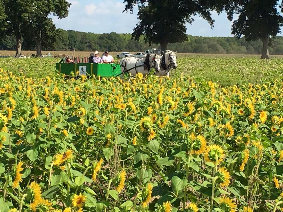 Peebles Farm and Corn Maze in Augusta, Arkansas