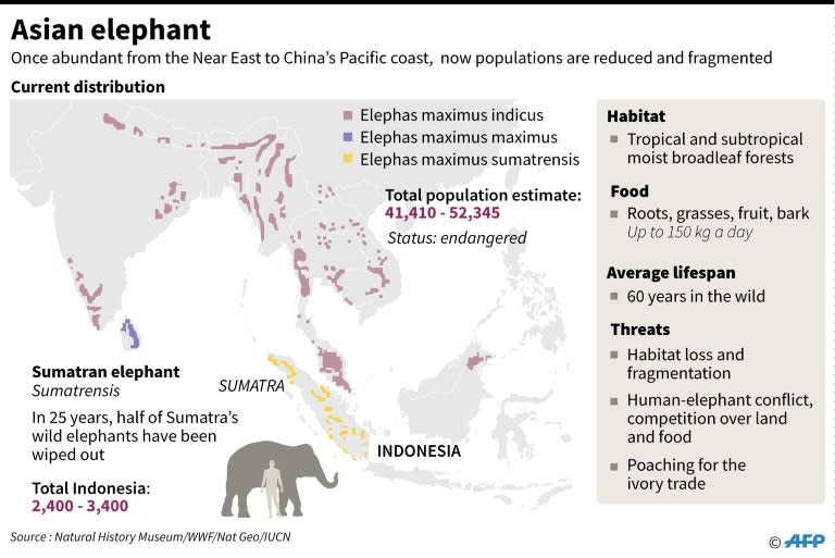 Asian elephant populations dwindle