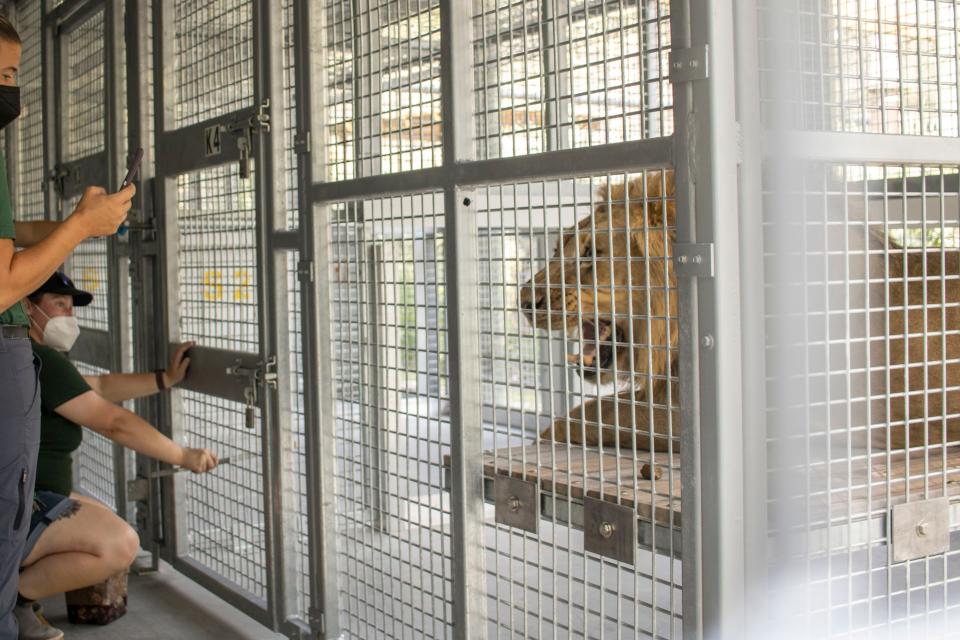 One of Brevard Zoo's new lions snarls Wednesday as a keeper extends food toward him from behind fencing.