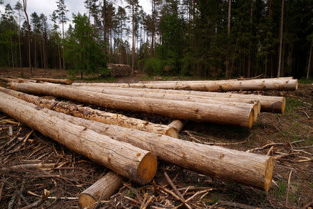 Logged trees are seen near a site where environmental activists take action in the defence of one of the last primeval forests in Europe, Bialowieza forest, Poland May 24, 2017. REUTERS/Kacper Pempel