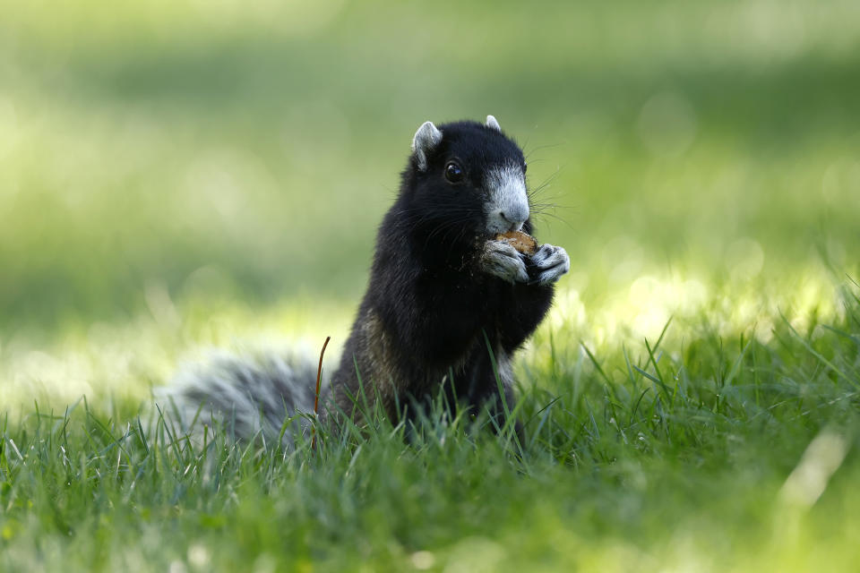 A fox squirrel