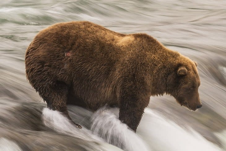 <span class="article__caption">Tough bear divot angling for salmon. </span> (Photo: K. Moore/NPS)