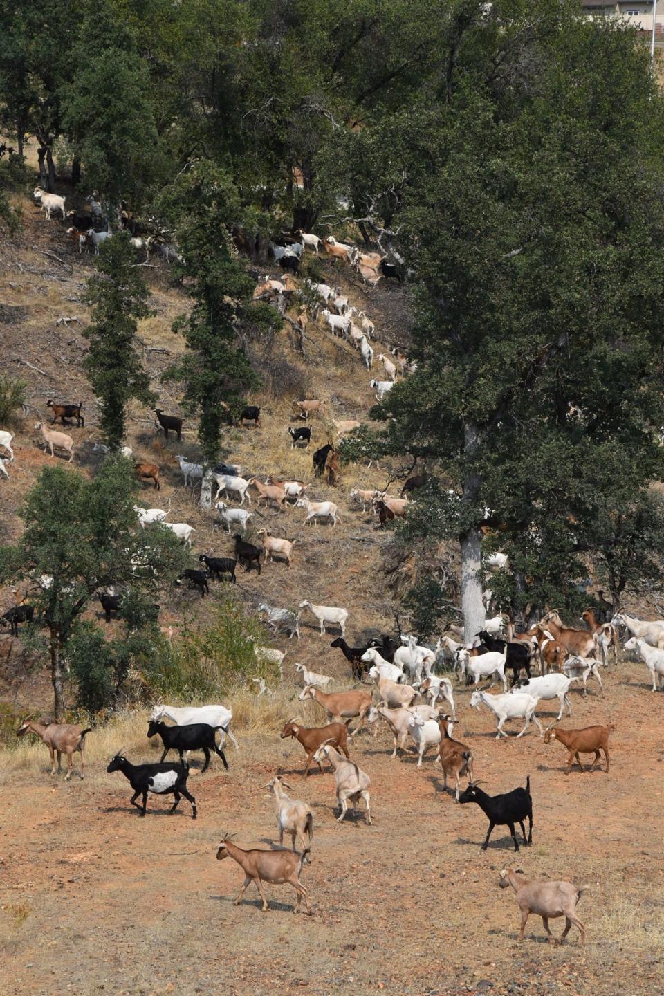 Goats graze on steep green spaces in Redding. The city hired goat herders to bring their flammable fuel munching animals to clear about 200 acres of vegetation during the summer of 2023.