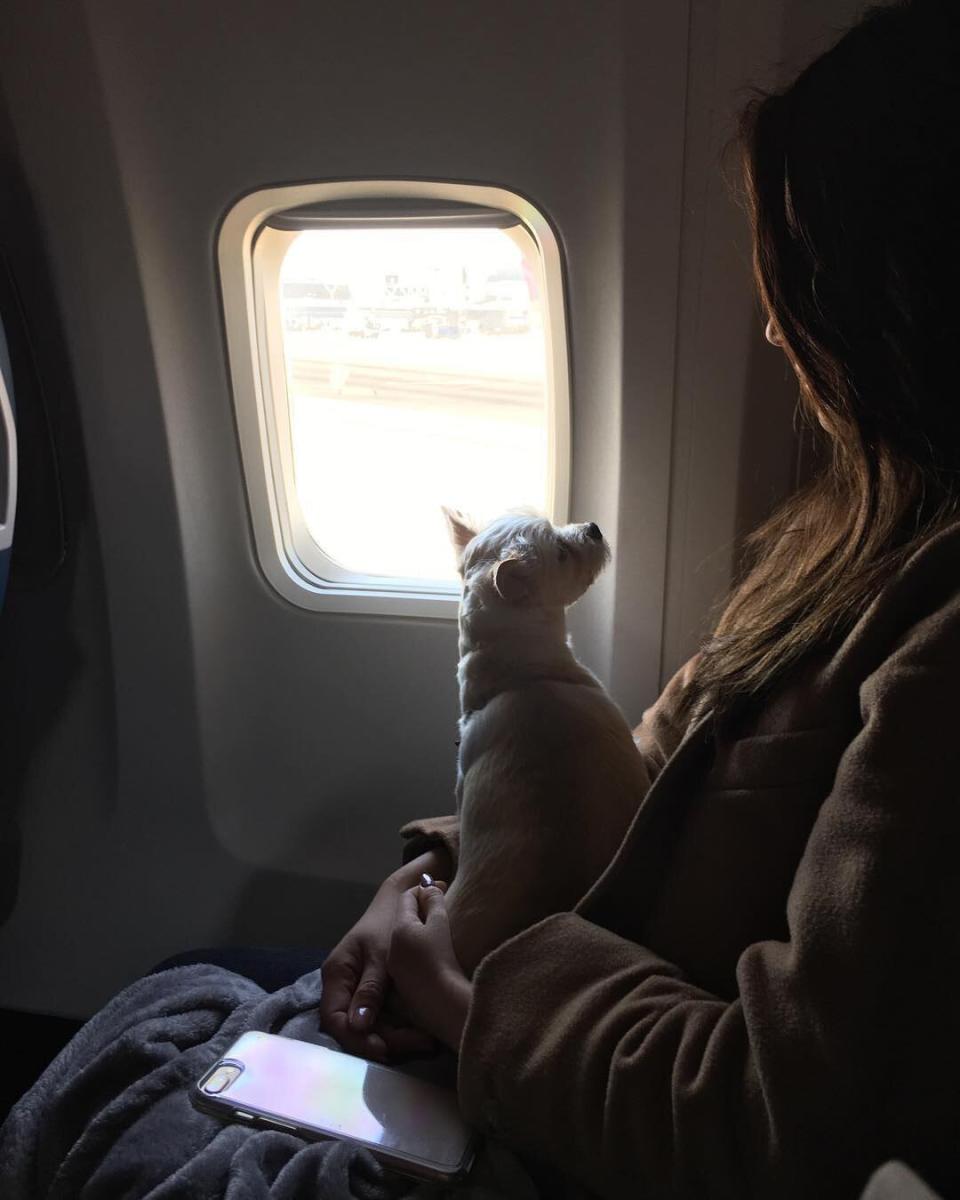 Look for Olivia Munn's dogs Chance and Frankie to log tons of frequent flier miles in their own seats - just <a href="https://people.com/pets/olivia-munns-dogs-went-from-rescues-to-instagram-stars-who-fly-in-style/" rel="nofollow noopener" target="_blank" data-ylk="slk:one of the many ways;elm:context_link;itc:0;sec:content-canvas" class="link ">one of the many ways</a> the actress treats <a href="https://www.instagram.com/sir_chancelot_chance/?hl=en" rel="nofollow noopener" target="_blank" data-ylk="slk:her Instagram-famous;elm:context_link;itc:0;sec:content-canvas" class="link ">her Instagram-famous</a> <a href="https://www.instagram.com/frankie_frankie_frank/?hl=en" rel="nofollow noopener" target="_blank" data-ylk="slk:pooches;elm:context_link;itc:0;sec:content-canvas" class="link ">pooches</a>.