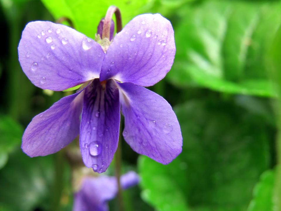 A single Dooryard Violet (Viola sororia) bloom in close view.