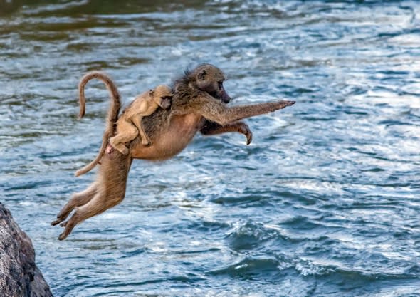 Baboon piggybacks baby across river