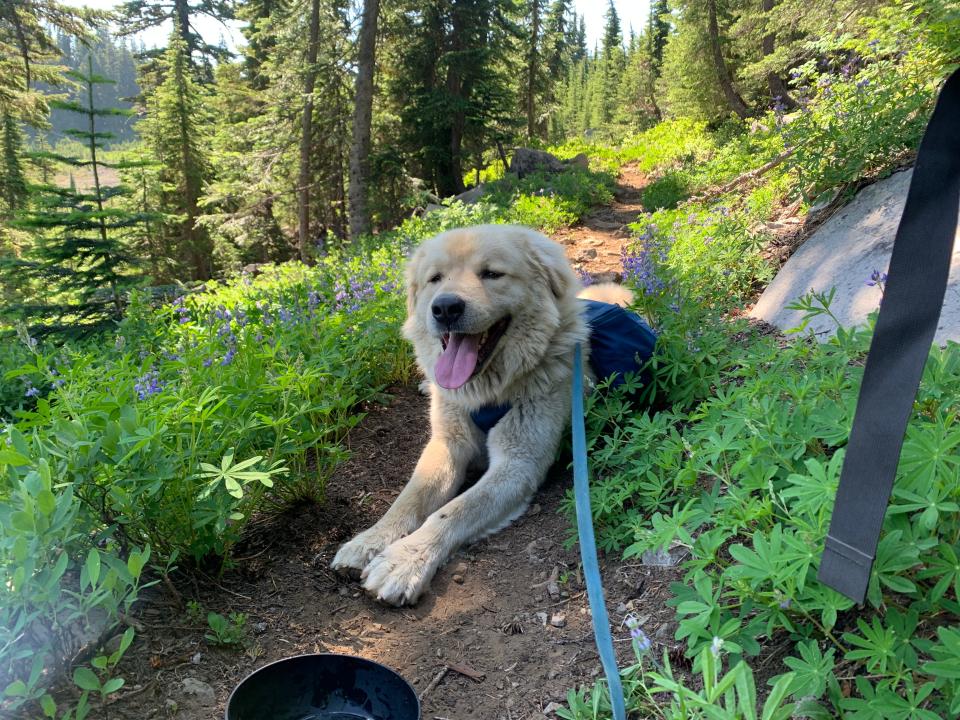 Comet takes a rest on the trail.