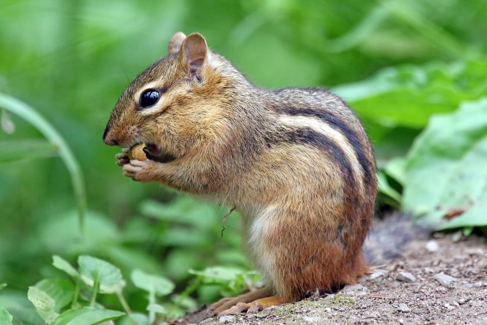 chipmunk