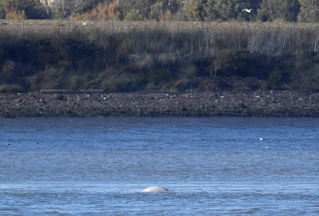 A beluga whale breeches on the River Thames near Gravesend east of London, Britain, September 25, 2018. REUTERS/Toby Melville