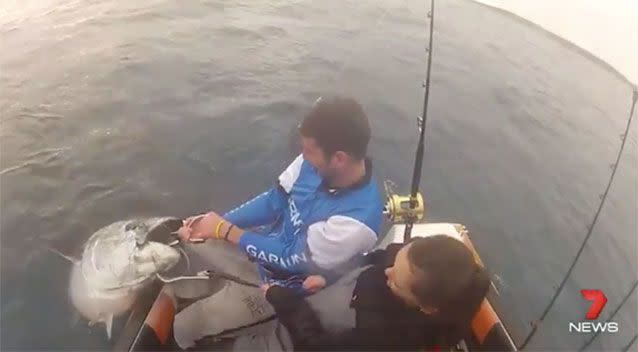 The couple struggle to haul the 150kg Bluefin tuna. Source: 7News