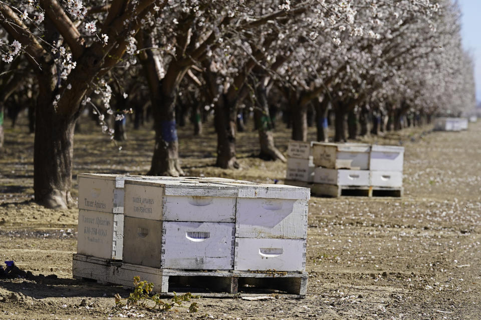 Beehives of Tauzer Apiaries and rented for crop pollination, sit in an orchard in Woodland, Calif., Tuesday, Feb. 15, 2022. About a thousand beehive boxes worth hundreds of thousands of dollars have been reported stolen across California the past few weeks. The thefts have become so frequent that beekeepers are putting tracking devices, surveillance cameras and other anti-theft technology to protect their hives. (AP Photo/Rich Pedroncelli)