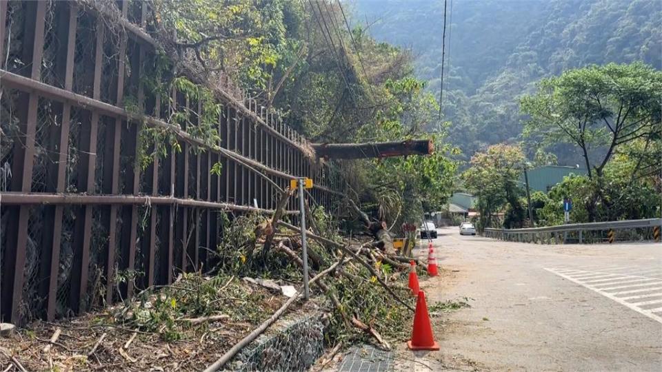 台21線路樹倒下砸中南投縣府公務車　車內處長與科長受驚
