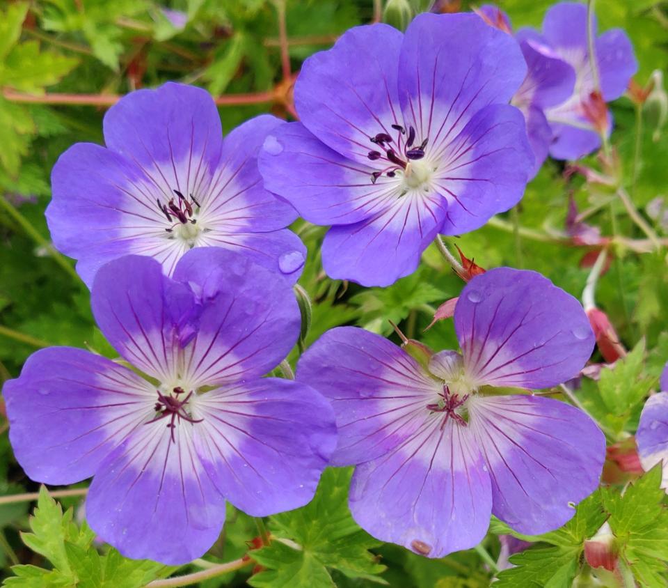 Geraniums Rozanne, left, and Orion will grow anywhere, forming a carpet of purple flowers, while magenta Patricia basks in sun.