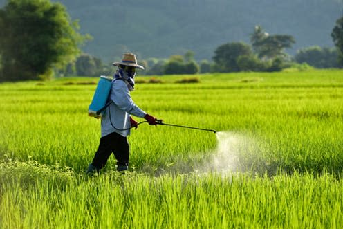   <span class="attribution"><a class="link " href="https://www.shutterstock.com/image-photo/asian-peasantry-spraying-pesticides-rice-fields-717518140?src=Jfu12JZ4YKMrg6S4PP_UkQ-1-0" rel="nofollow noopener" target="_blank" data-ylk="slk:Shutterstock;elm:context_link;itc:0;sec:content-canvas">Shutterstock</a></span>