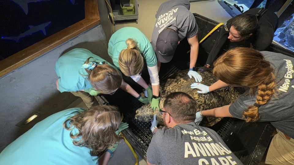 New England Aquarium staff hold to restrain Myrtle to prevent the massive sea turtle from injuring a veterinarian performing a medical examination in Boston, Tuesday, April 9, 2024. Myrtle, who's around 90 years old and weighs almost a quarter of a ton, underwent a medical examination that included blood draws as well as eye, mouth and a physical examination to ensure the creature remains in good health. (AP Photo/Rodrique Ngowi)