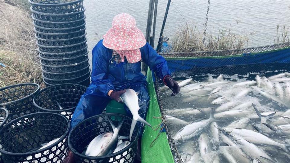 寒流來啥工作最辛苦？網友直指要碰水跟在戶外工作的職業最慘。示意圖嘉義縣漁民搶收凍傷的虱目魚。（嘉義縣政府提供／張毓翎嘉義傳真）

