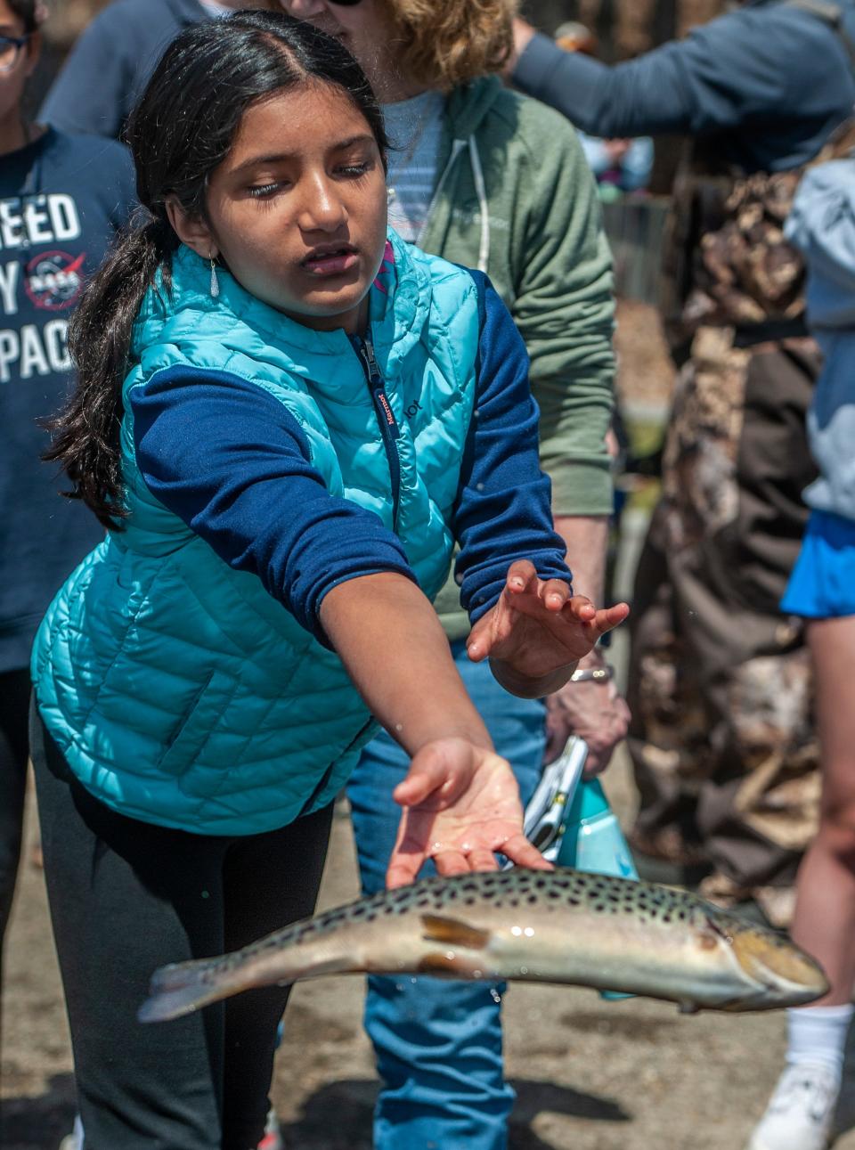 Megan Abraham, 10, of Hopkinton, releases one of 400 brown trout from the MassWildlife Sunderland Hatchery into the Hopkinton Reservoir at Hopkinton State Park, April 17, 2024. MassWildlife is releasing 500,000 trout into Massachusetts waters this spring.