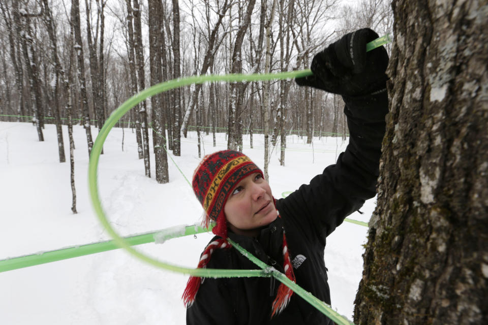 In this photo made Friday, March 21, 2014, Leah Moffitt connects tubing to a tap on a maple tree on Passamaquoody land near Jackman, Maine. A tribal movement nationwide hopes to get Indians beyond government contracts and casinos in self-sustaining operations that can create spinoff jobs. (AP Photo/Robert F. Bukaty)