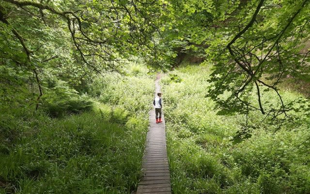 Den of Maidencraig - Janice Hopper