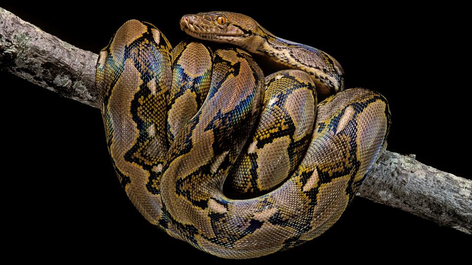 A reticulated python wound around a tree branch in front of a black background