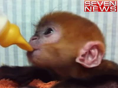 Sydney keepers raise rare baby monkey