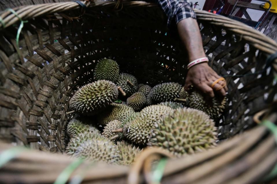 Penang has also been exporting some of its durians together with other orchards in other states in previous years. — Picture by Sayuti Zainudin