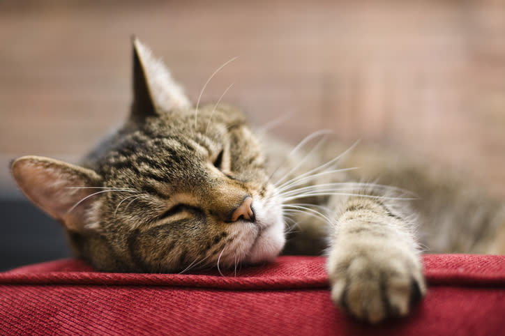 A close-up of a sleeping tabby cat resting its head and paw on a red surface. The cat looks calm and content