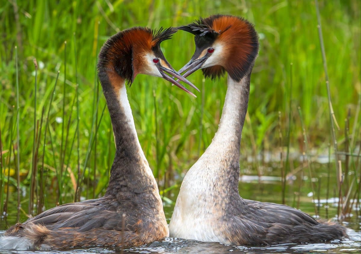 The pūteketeke  - also known as the Australasian crested grebe -  engages in an elaborate set of mating dances (Leanne Buchan Photography/AFP vi)