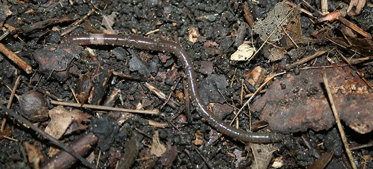 The invasive jumping worm has popped up across the U.S. in summer months after they reach maturity. / Credit: DNR