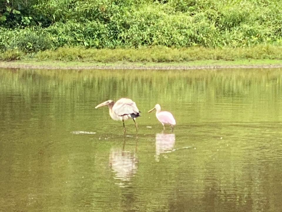 A pair of Roseate Spoonbills wading in the waters of the South Fork River near Goat Island Park on Tuesday afternoon.