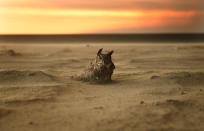 <p>An owl sits on the beach in Malibu as the Woolsey Fire approaches on Nov. 9. 2018. (Photo: Wally Skalij/Los Angeles Times via Getty Images) </p>