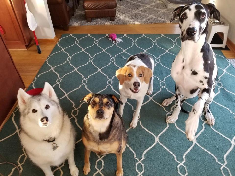 Cooper with his puppy siblings