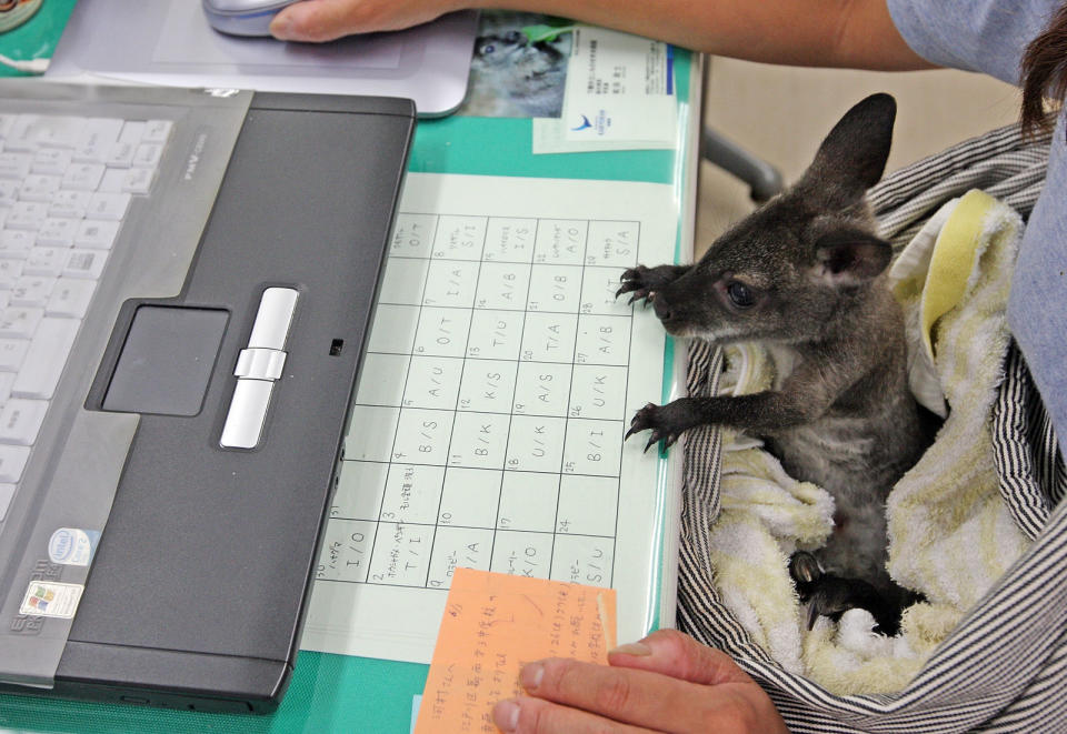 A human working on a laptop while a small animal sits in a makeshift bed nearby