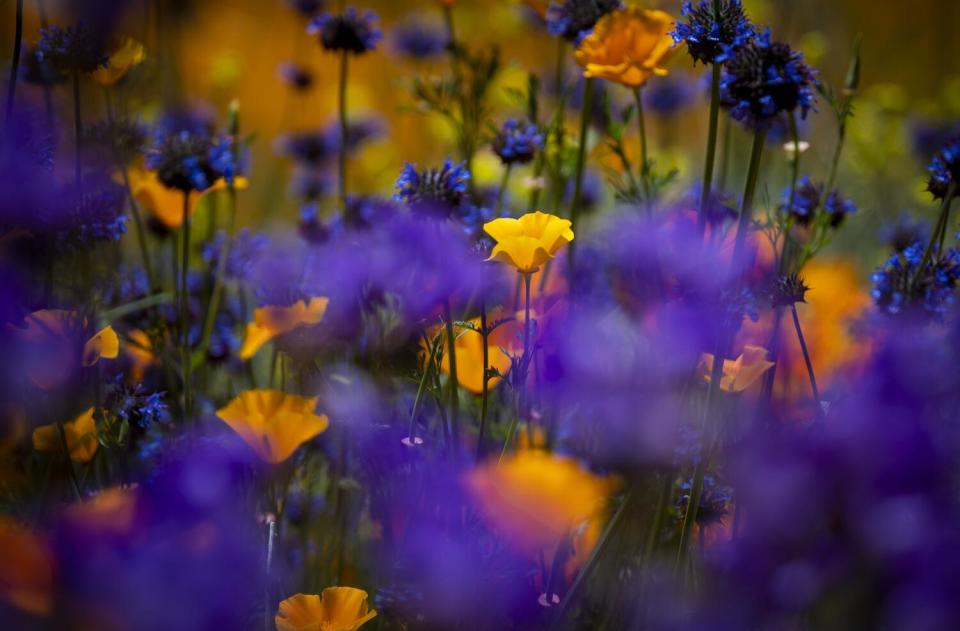 A California poppy stands out amid purple salvia wildflowers in Walker Canyon, Lake Elsinore