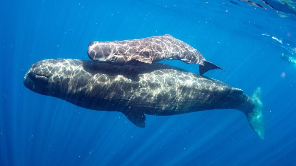 <div class="inline-image__caption"><p>A sperm whale mother and her child.</p></div> <div class="inline-image__credit">Arun Madisetti</div>