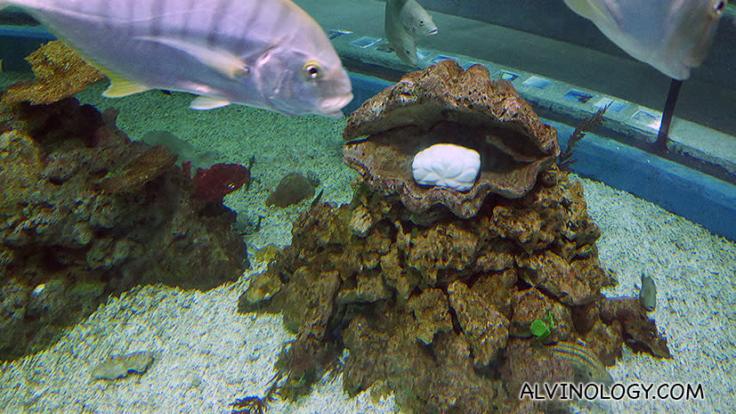 World's largest discovered pearl