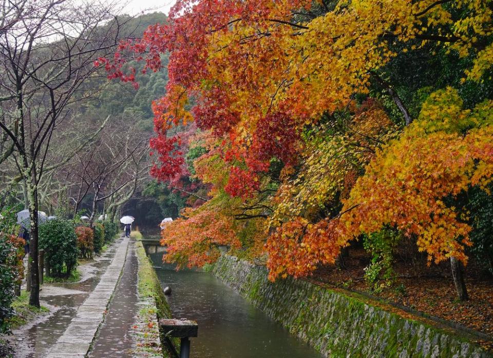 maples turing red and gold in Kyoto in autumn