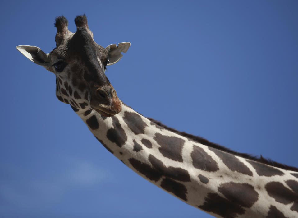 Benito the giraffe looks out from his enclosure at the city run Central Park, in Ciudad Juarez, Mexico, Tuesday, June 13, 2023. Activists are working to get Benito, a 3-year-old male giraffe who arrived in May, removed from the small enclosure in the Mexican border city. Activists say it is cruel to keep the giraffe in the small fenced enclosure, by himself alone, with only about a half-acre to wander and few trees to nibble, in a climate he’s not used to. (AP Photo/Christian Chavez)