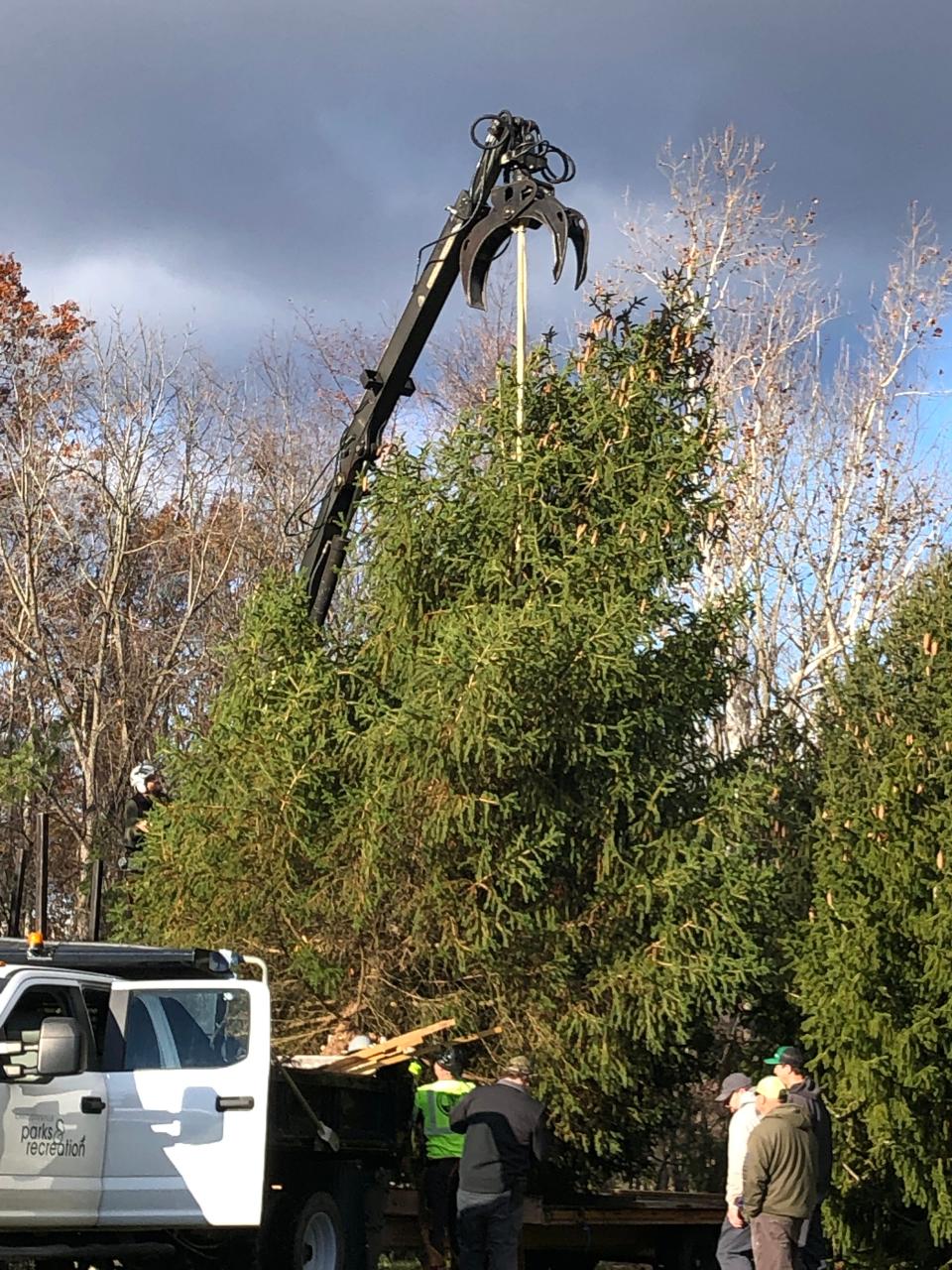 The  Norway Spruce tree was picked this year to be displayed at Charlottesville's Grand Illumination.