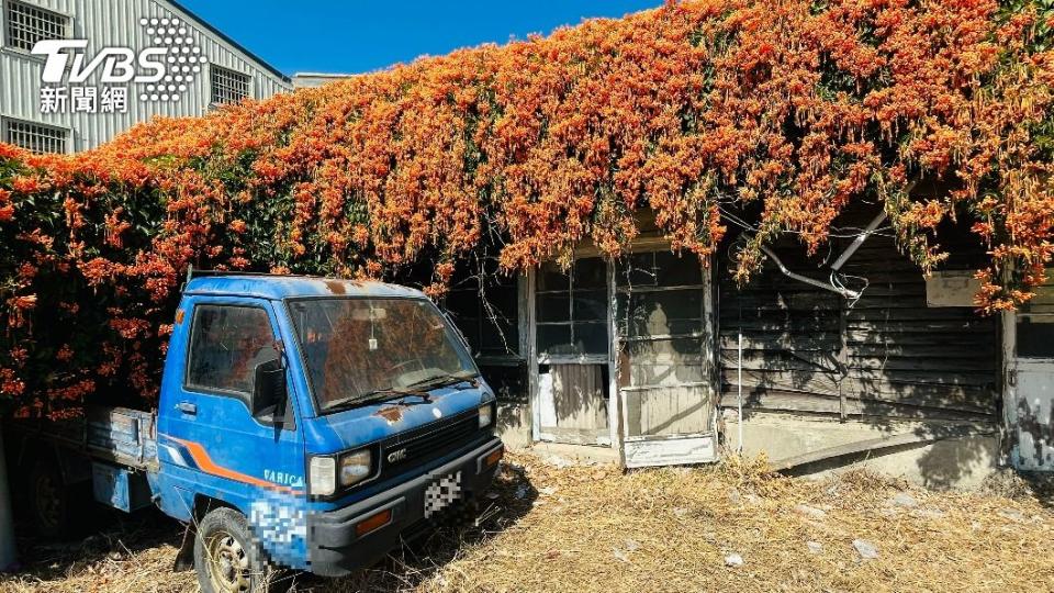 炮仗花海。（圖/陳祁 攝）