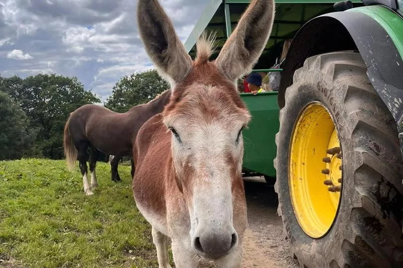 The farm is a popular visitor attraction for families