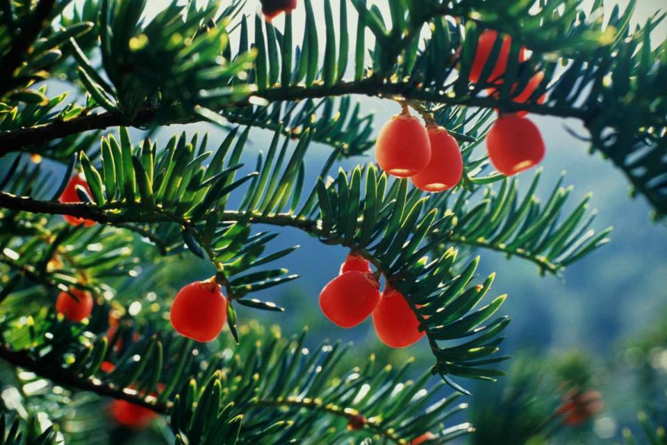 <p>Getty</p> Yew tree berries