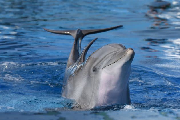 Russia is using specially-trained bottle-nosed dolphins in the war with Ukraine, according to UK intelligence.
