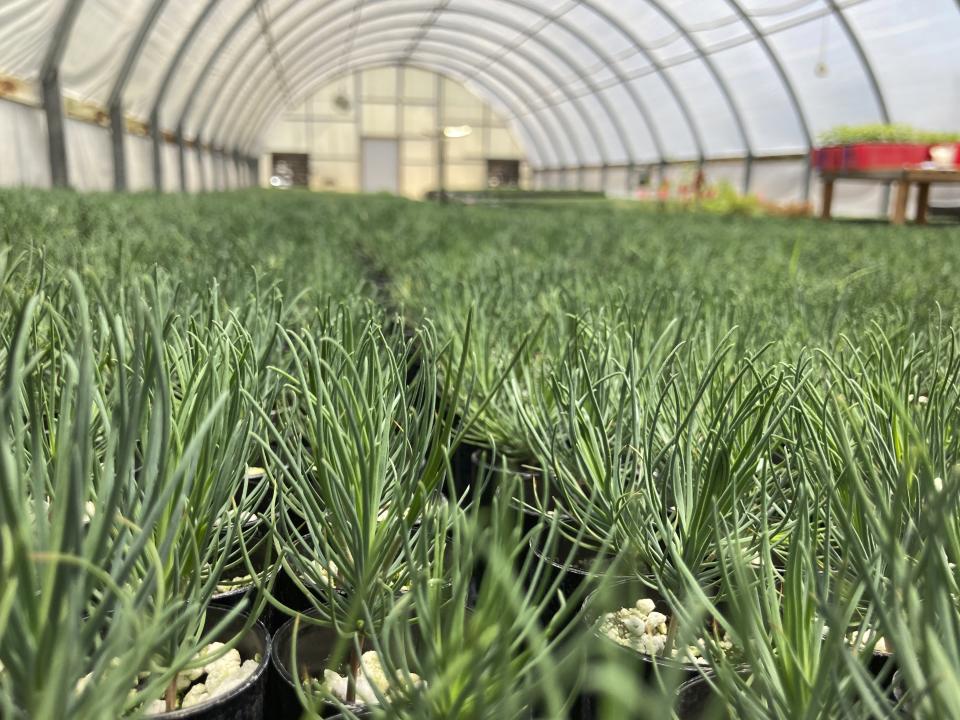 This May 18, 2022 image shows tiny ponderosa pine seedlings at a greenhouse in Santa Fe, N.M. Tens of thousands of the seedlings and an invaluable seed bank recently were evacuated from New Mexico State University's Forestry Research Center in the mountain community of Mora as the largest wildfire burning in the U.S. approached the facility. (AP Photo/Susan Montoya Bryan)