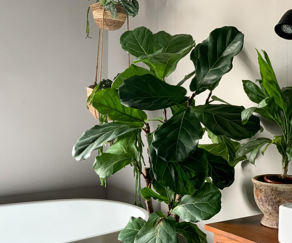 6. Fiddle leaf fig