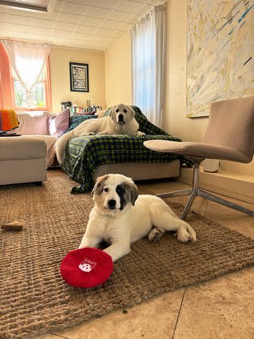 <p>Cirrus</p> Patches the puppy (bottom) in her new home with her Great Pyrenees brother (top)