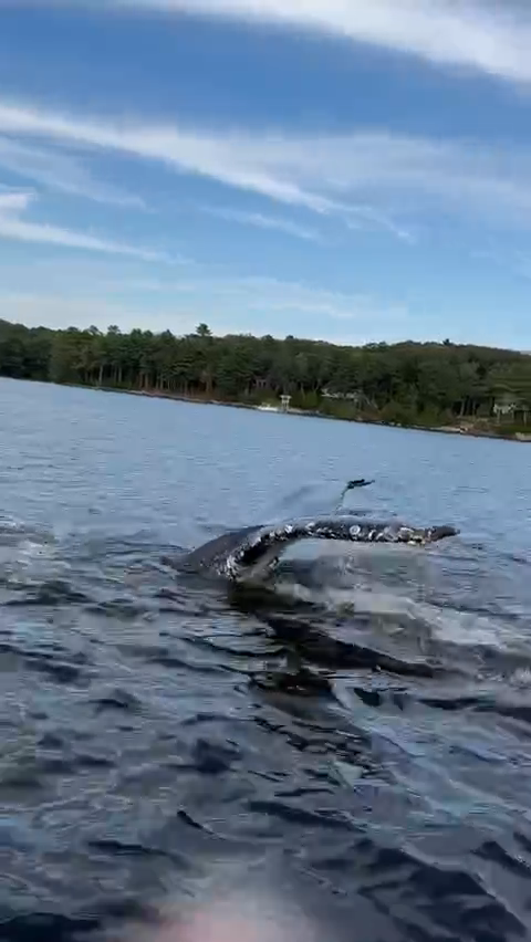 A humpback whale spotted in Wiscasset, Maine on Aug. 24, 2023.
