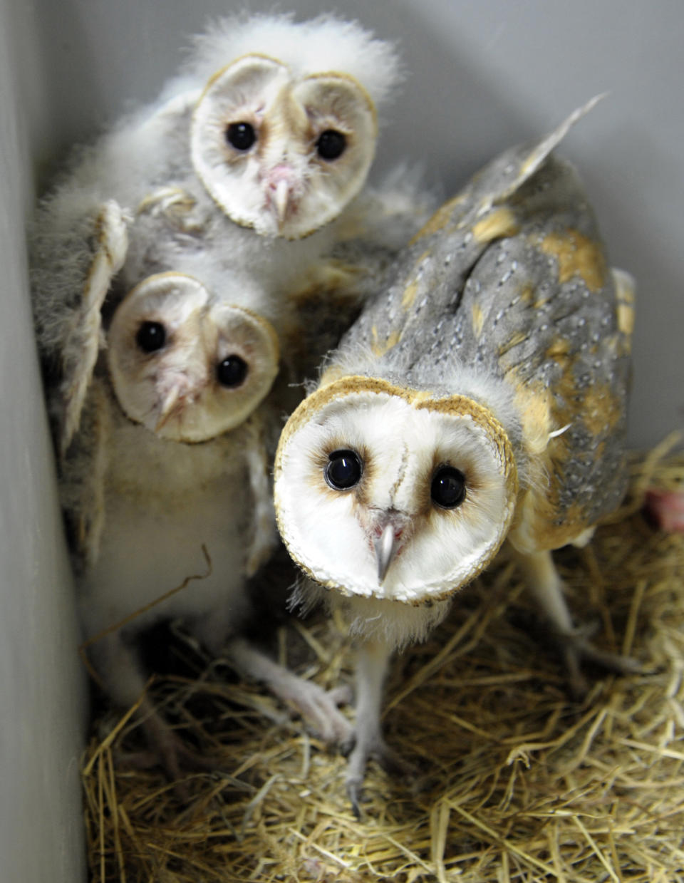 Barn owl chicks are pictured at the zoo in Amneville, France, on July 8, 2013.