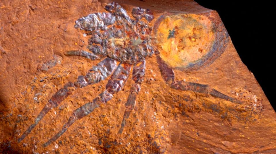 Preserved fossil of Megamonodontium mccluskyi.<p>Michael Frese, Australian Museum</p>